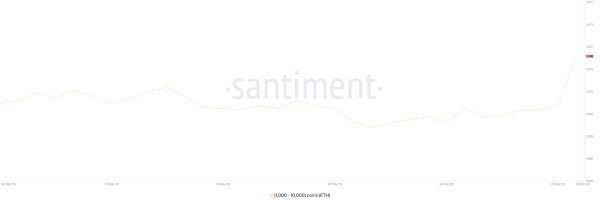 What Crypto Whales Are Buying After the Black Monday Crash