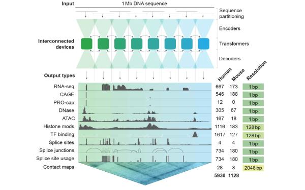Google's AlphaGenome AI Makes DNA Readable—And It's on GitHub