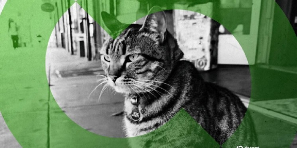 Bodega Cat Allegedly Killed by Self-Driving Car Gets Second Life via Meme Coins Bodega Cat Allegedly Killed by Self-Driving Car Gets Second Life via Meme Coins