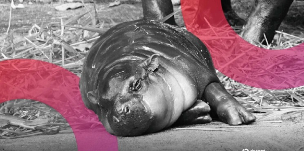 Moo Deng Meme Coin Rises After Man Fined for Entering Viral Pygmy Hippo's Den Moo Deng Meme Coin Rises After Man Fined for Entering Viral Pygmy Hippo's Den